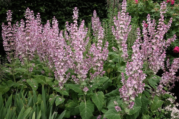 Des images de diffrentes plantes